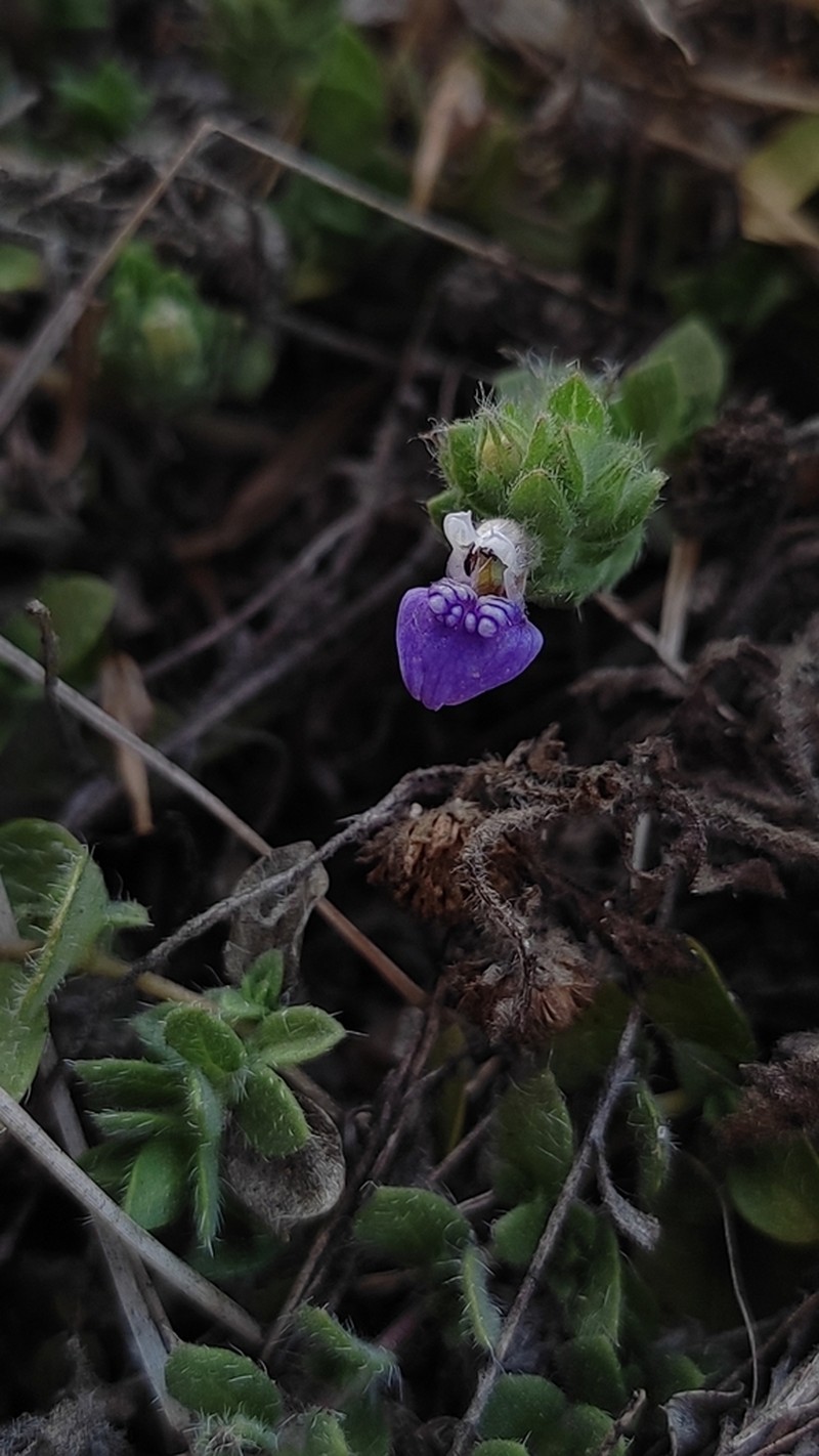 Hygrophila serpyllum photo 6