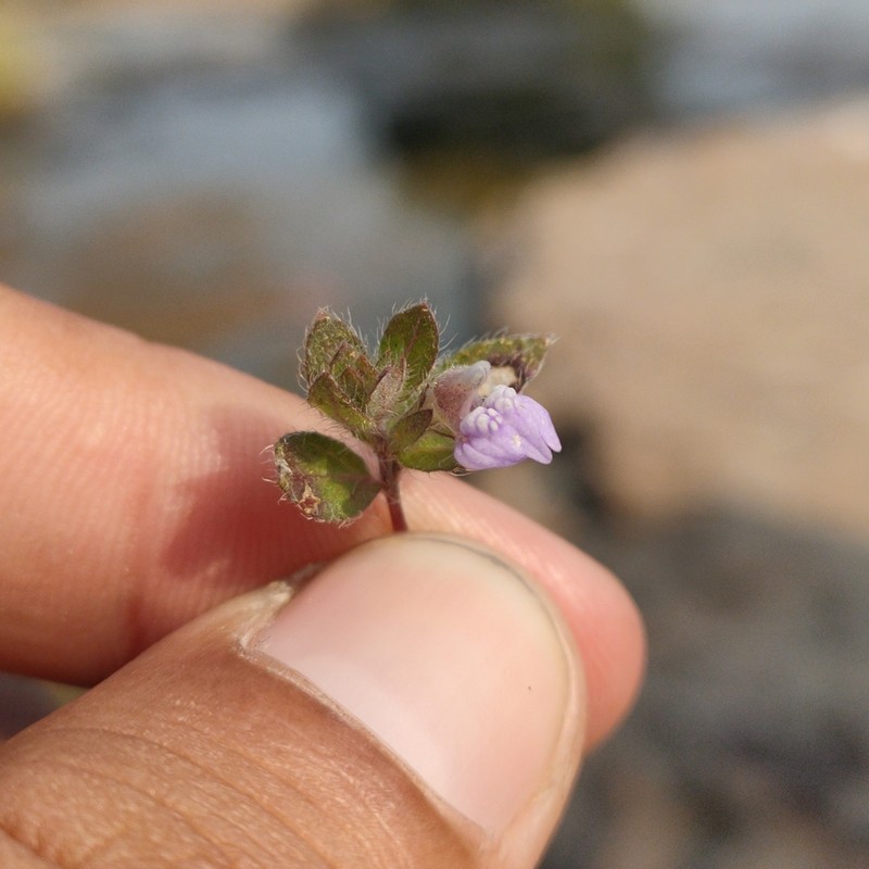Hygrophila serpyllum photo 7