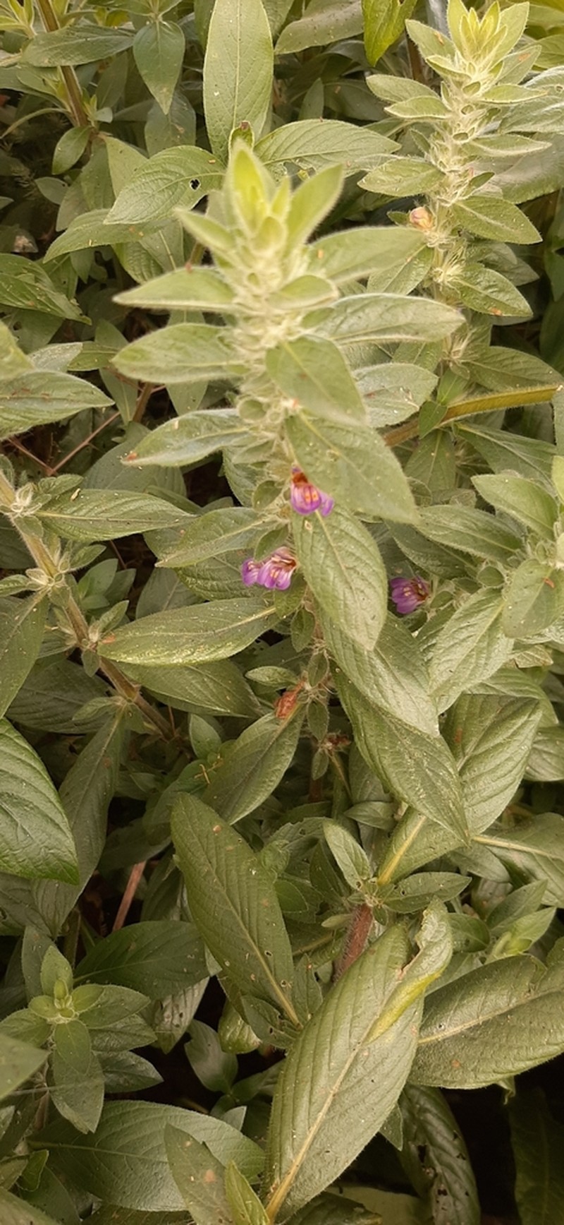 Hygrophila spiciformis