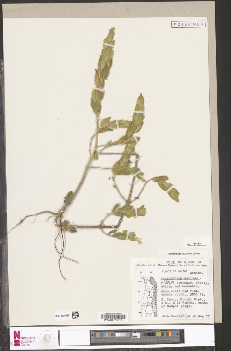 Hygrophila spiciformis photo 2