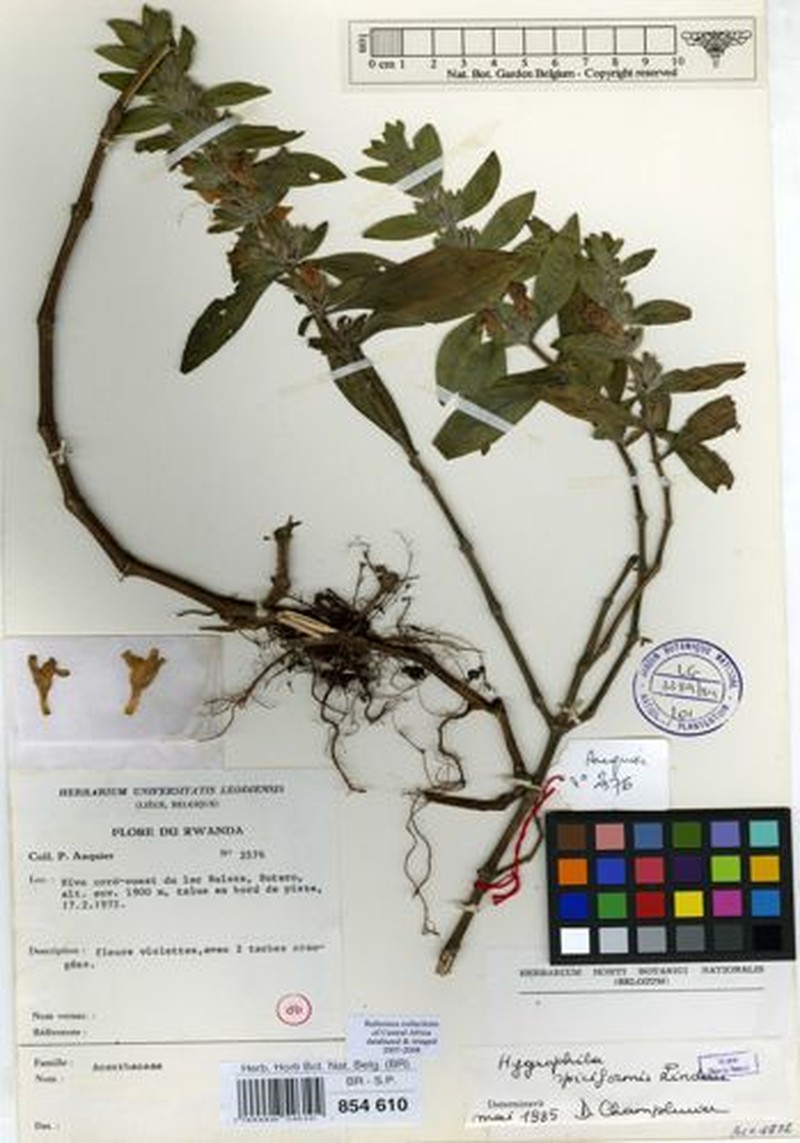 Hygrophila spiciformis photo 3