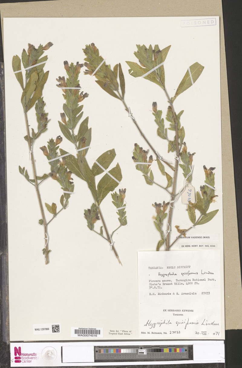 Hygrophila spiciformis photo 4