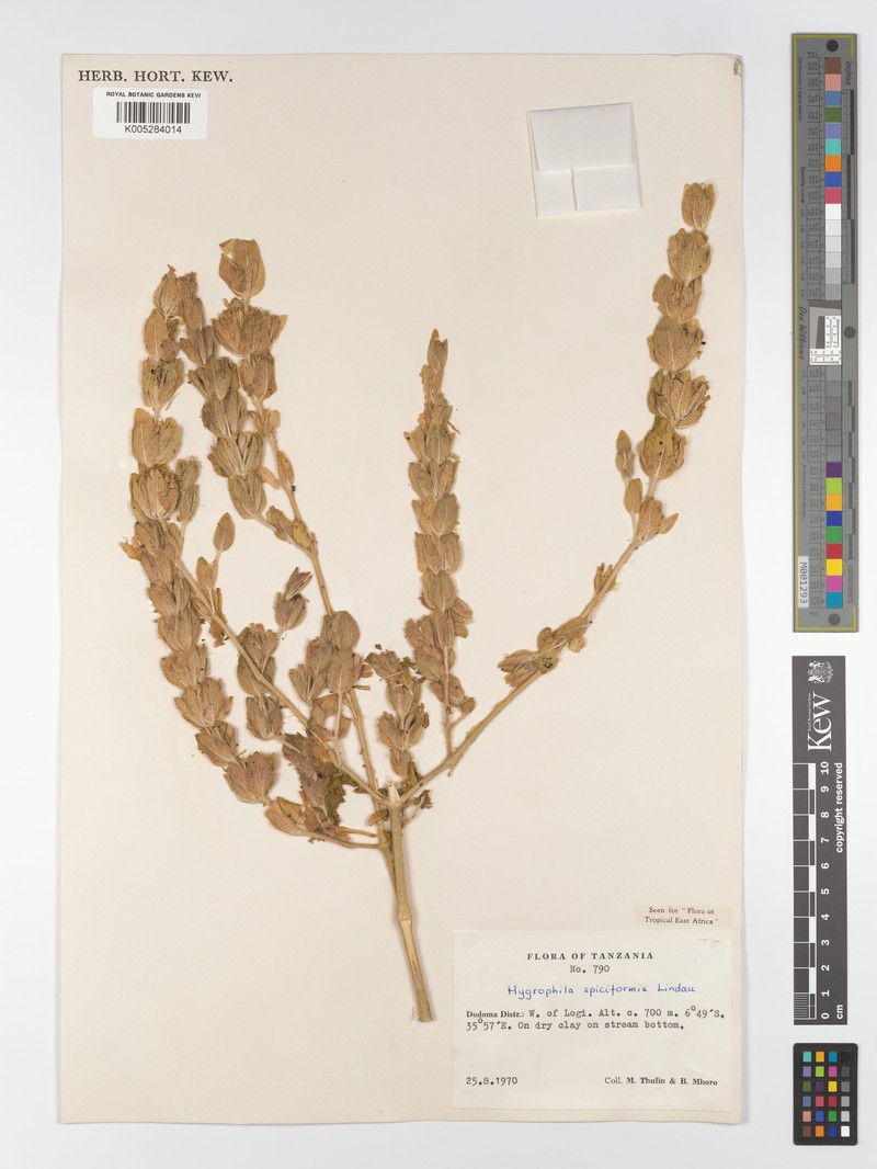 Hygrophila spiciformis photo 5