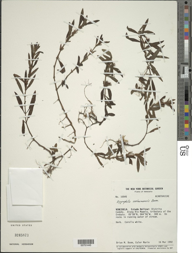 Hygrophila surinamensis