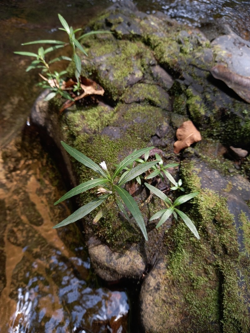 Hygrophila tyttha