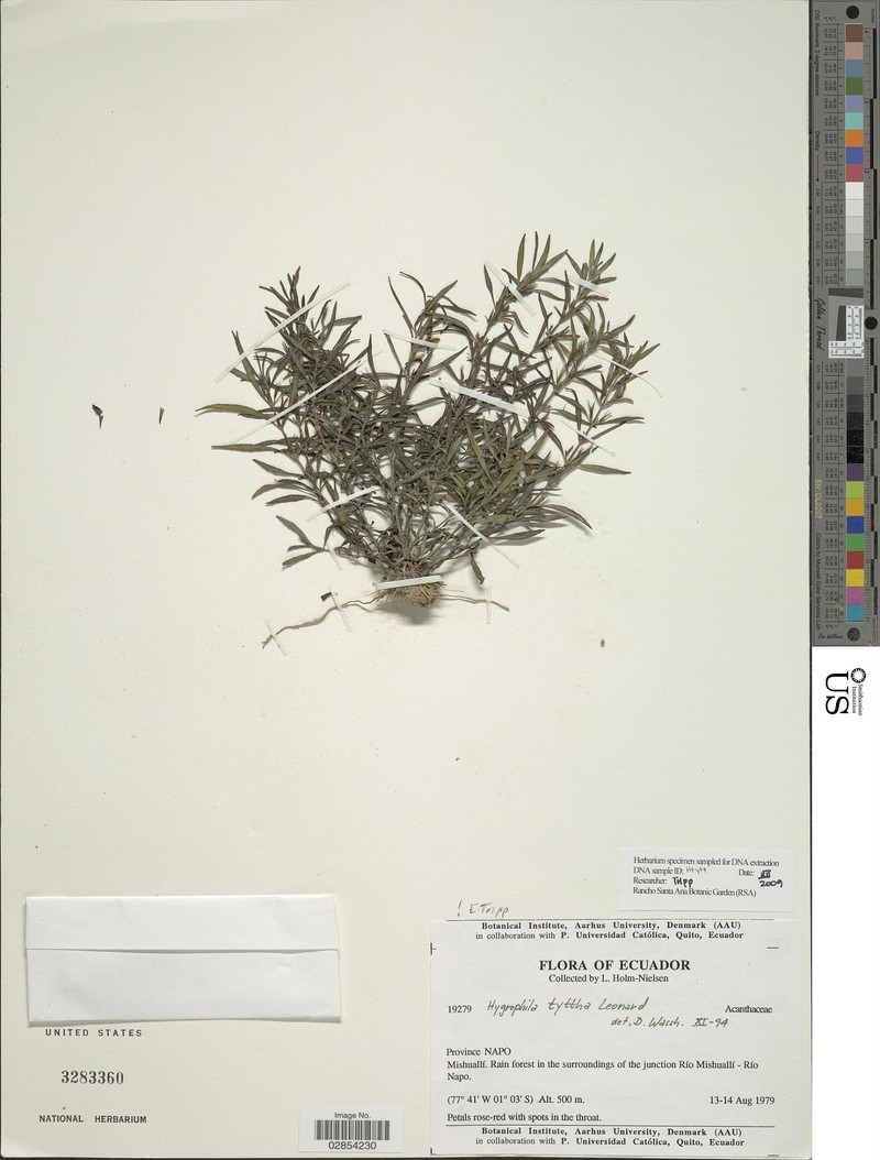 Hygrophila tyttha photo 2