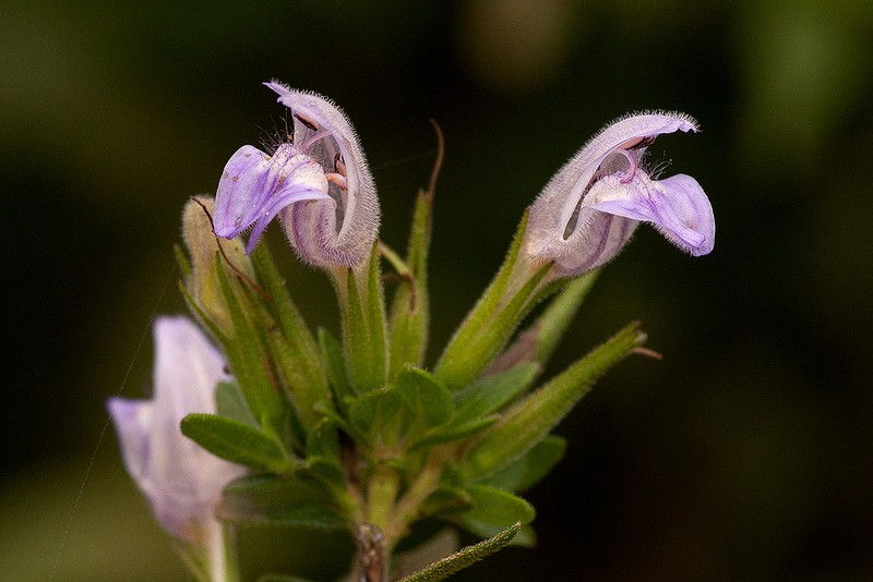 Hygrophila uliginosa photo 2