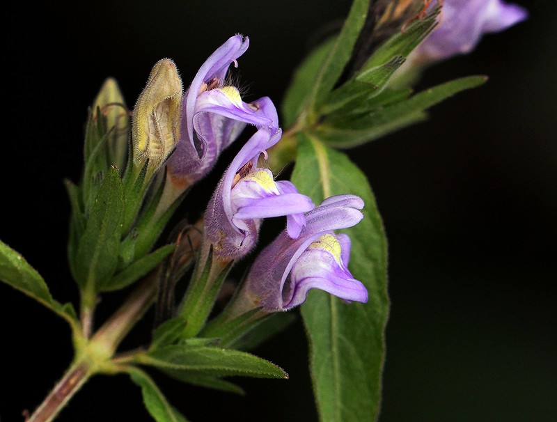 Hygrophila uliginosa photo 5