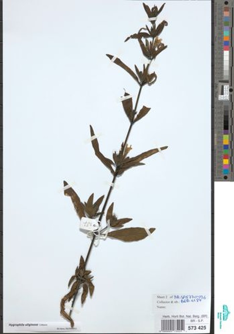Hygrophila uliginosa photo 6