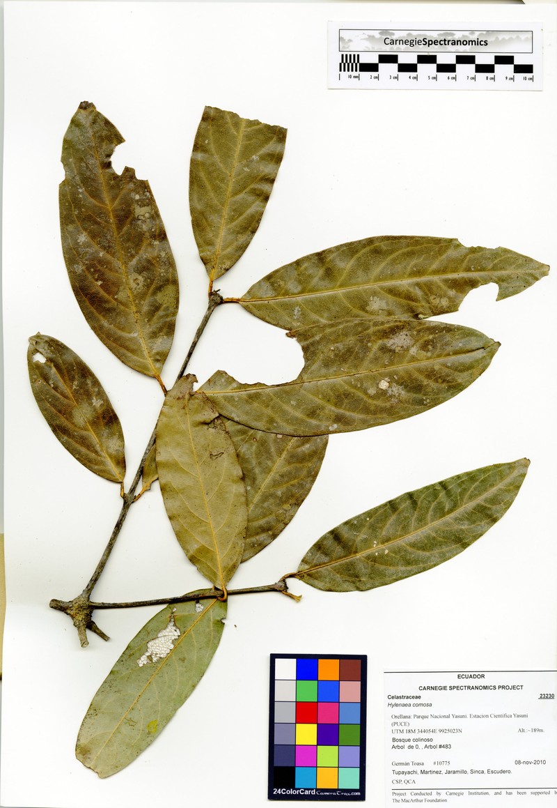 Hylenaea comosa photo 2