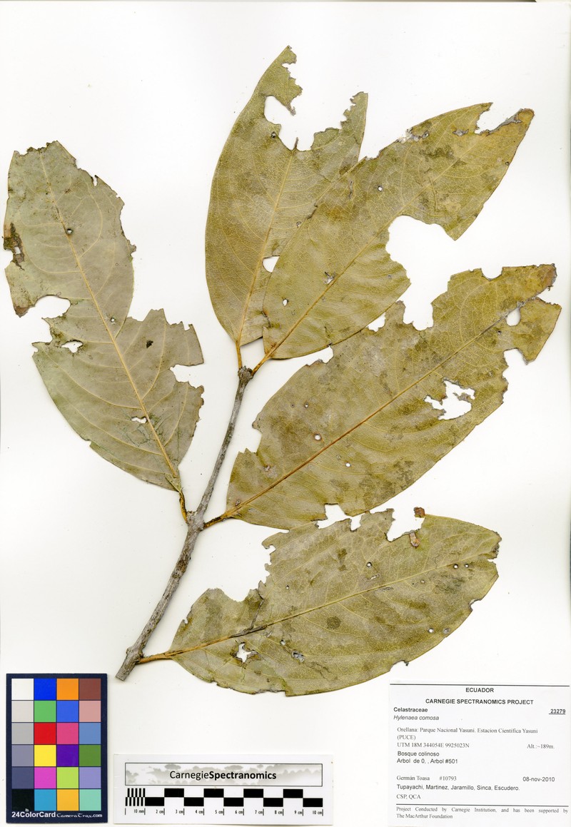 Hylenaea comosa photo 3