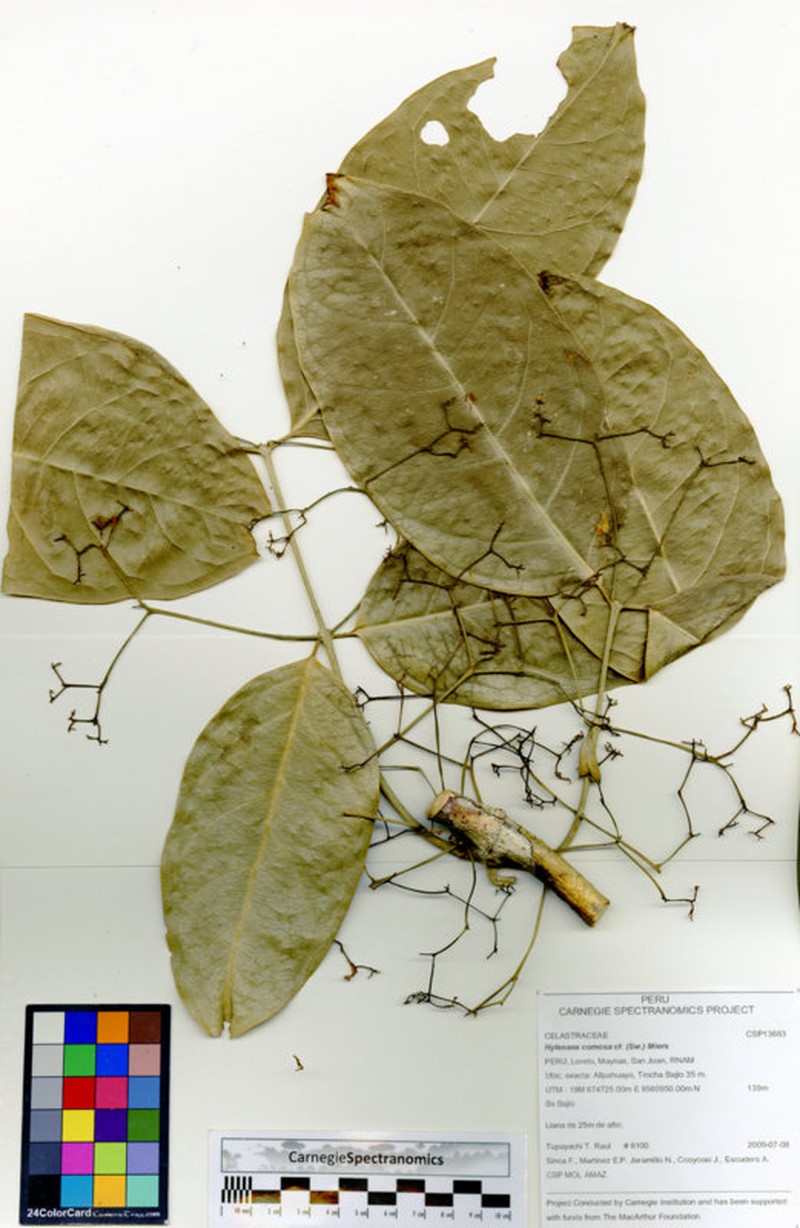 Hylenaea comosa photo 4