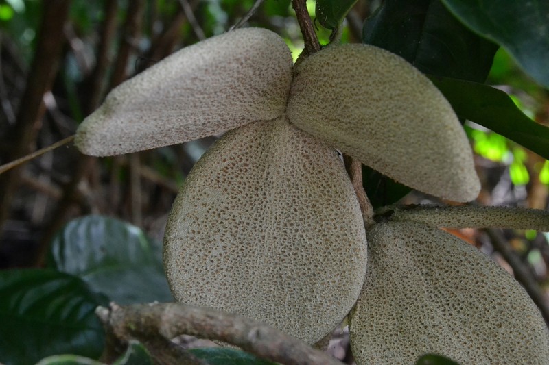 Hylenaea praecelsa