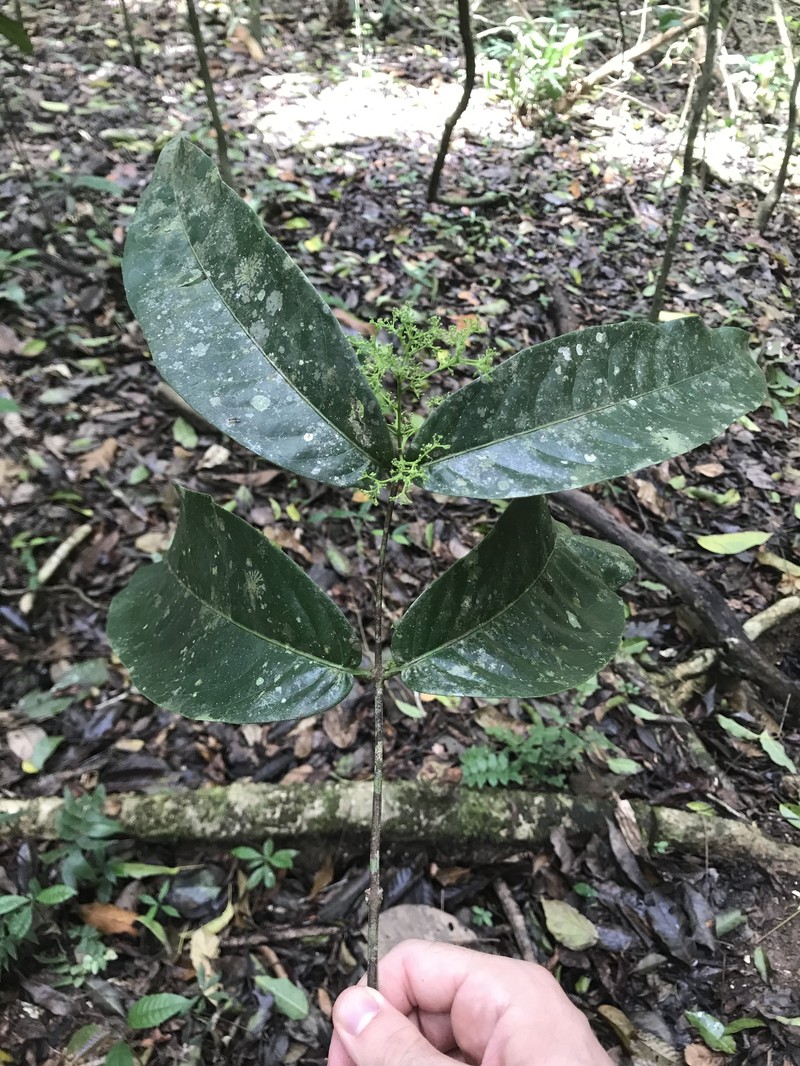 Hylenaea praecelsa photo 3