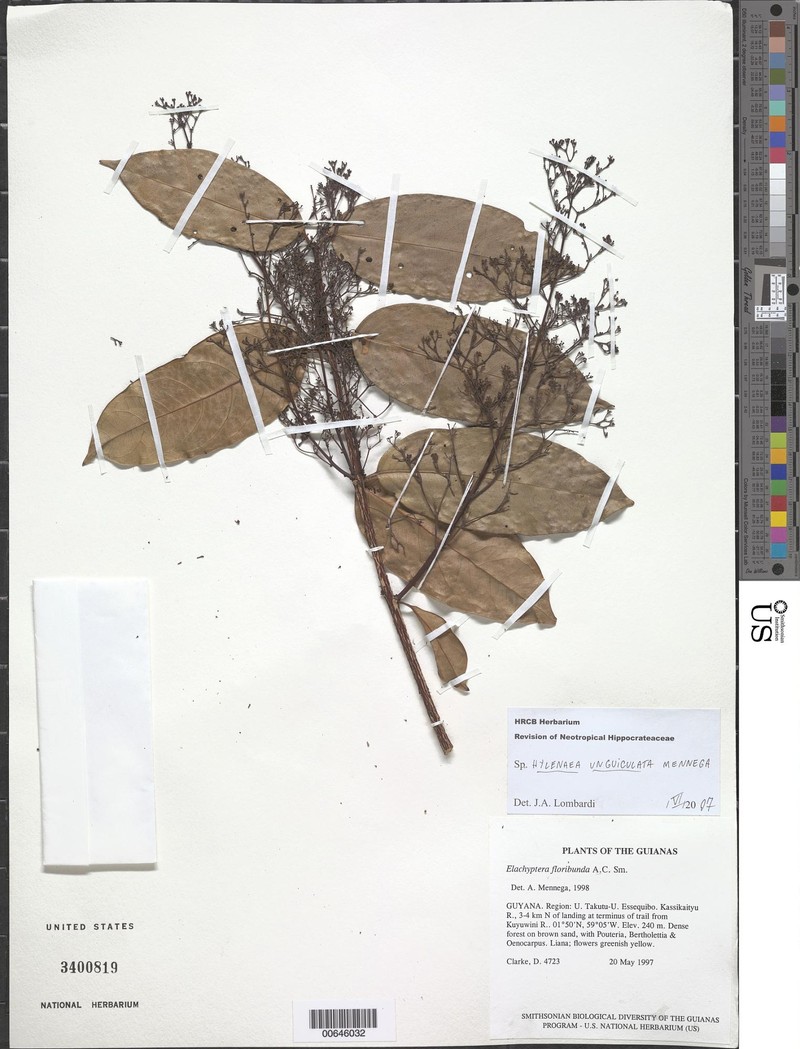 Hylenaea unguiculata