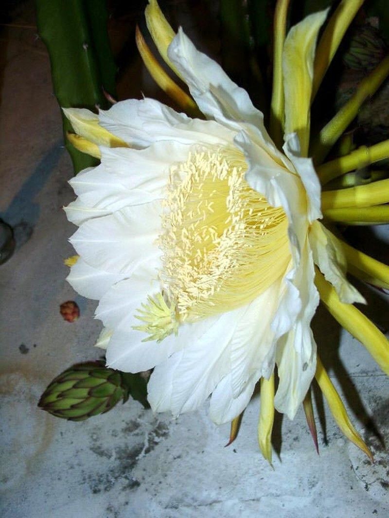 Costa Rica Nightblooming Cactus