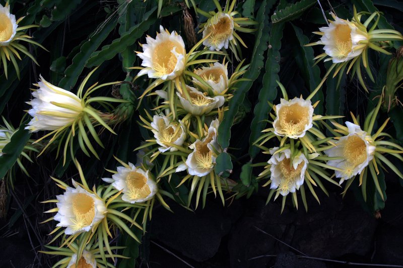 Nightblooming Cactus photo 2