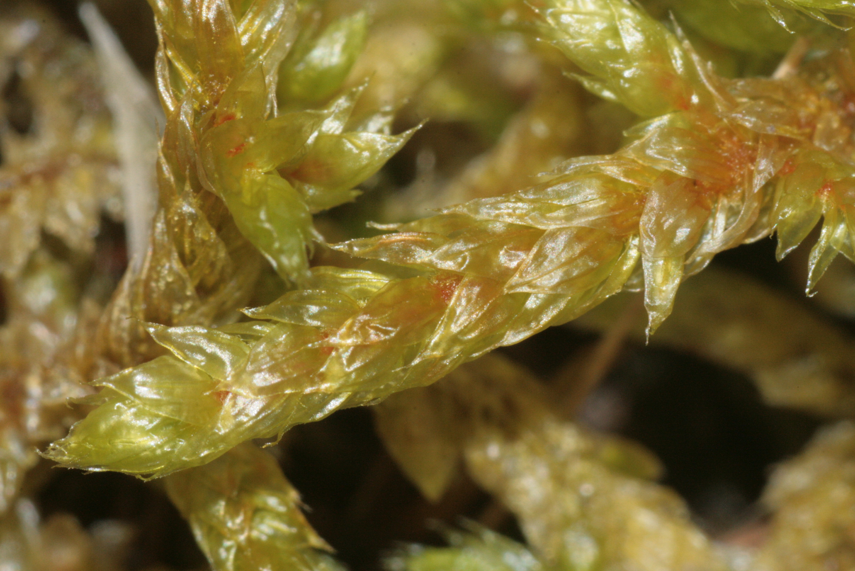 Hylocomiastrum Moss photo 2