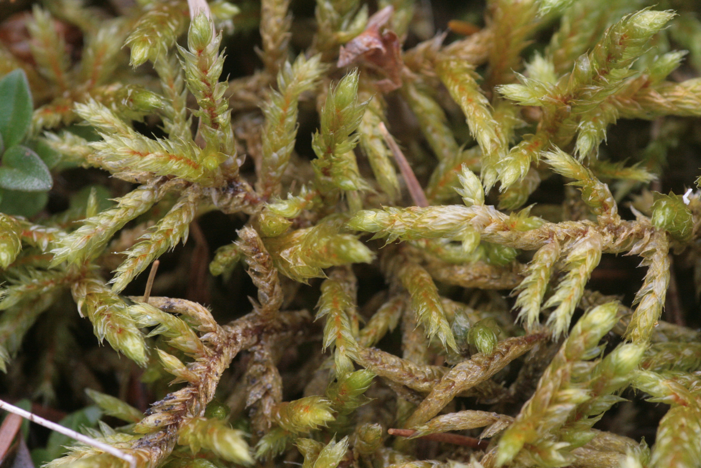 Hylocomiastrum Moss