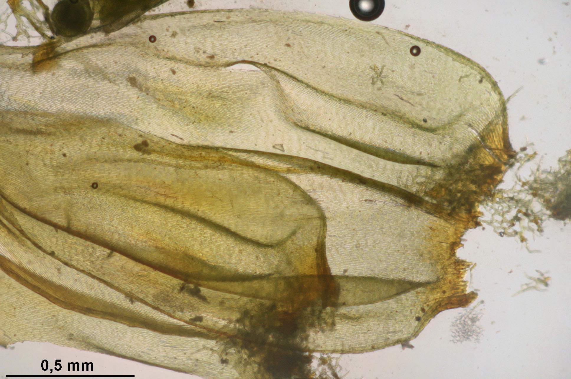 Hylocomiastrum Moss photo 3