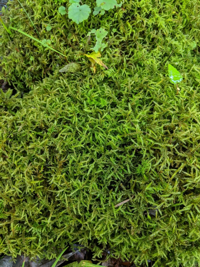 Hylocomiastrum Moss