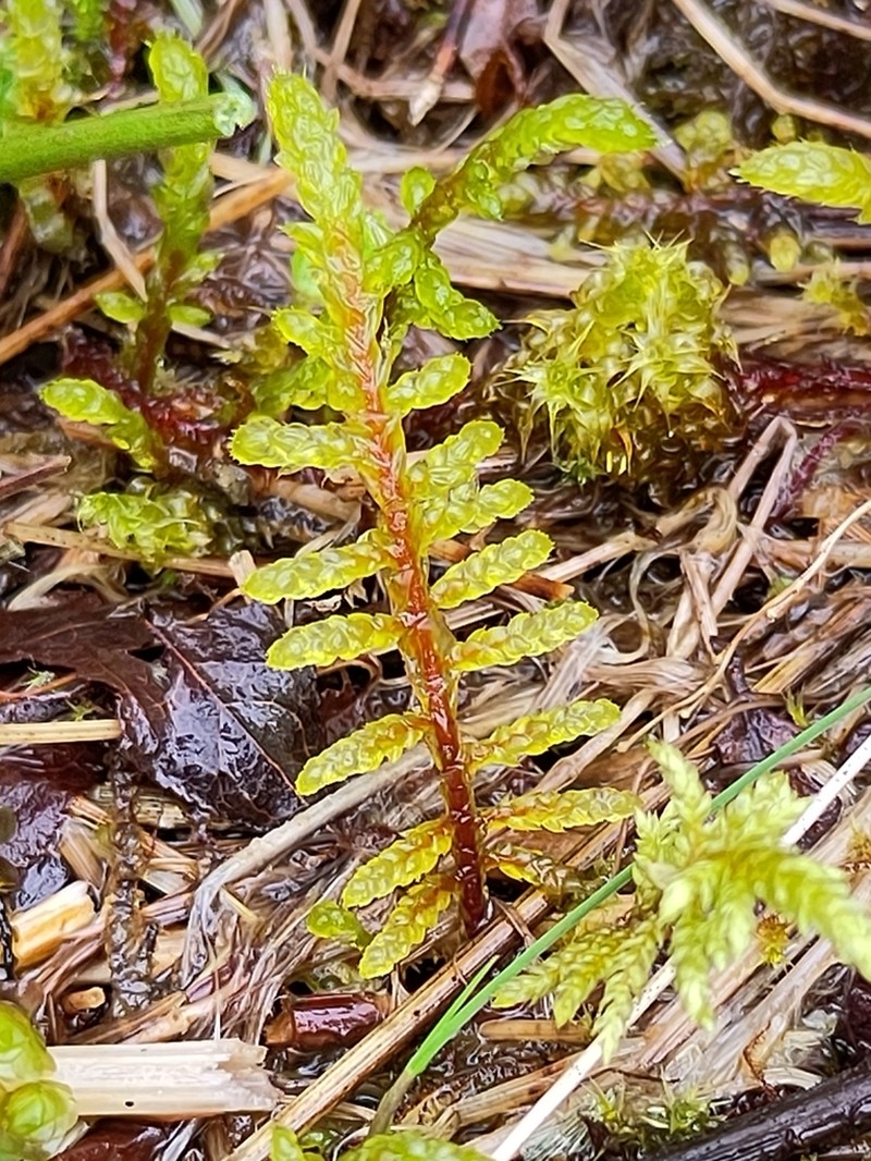Hylocomiastrum Moss photo 2