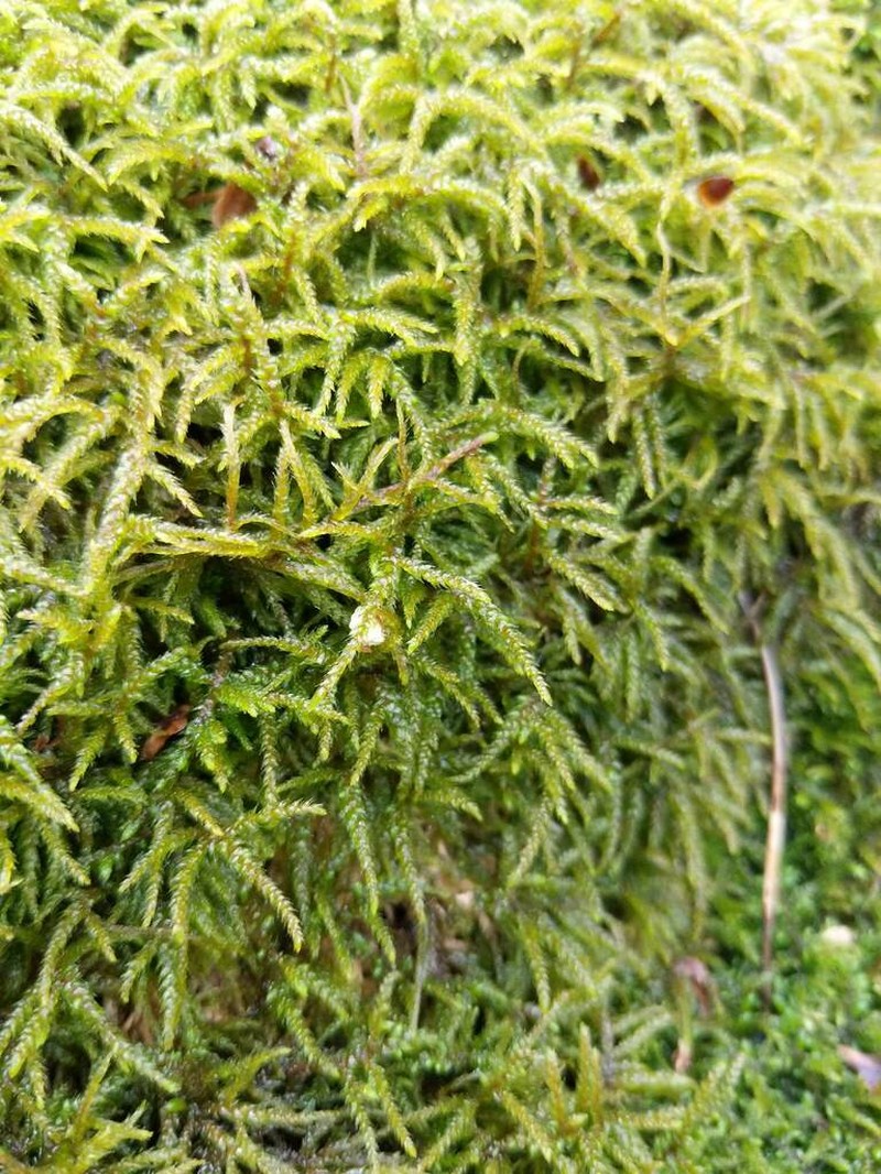 Hylocomiastrum Moss photo 3