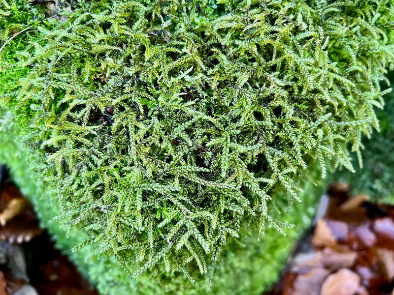 Hylocomiastrum Moss photo 4
