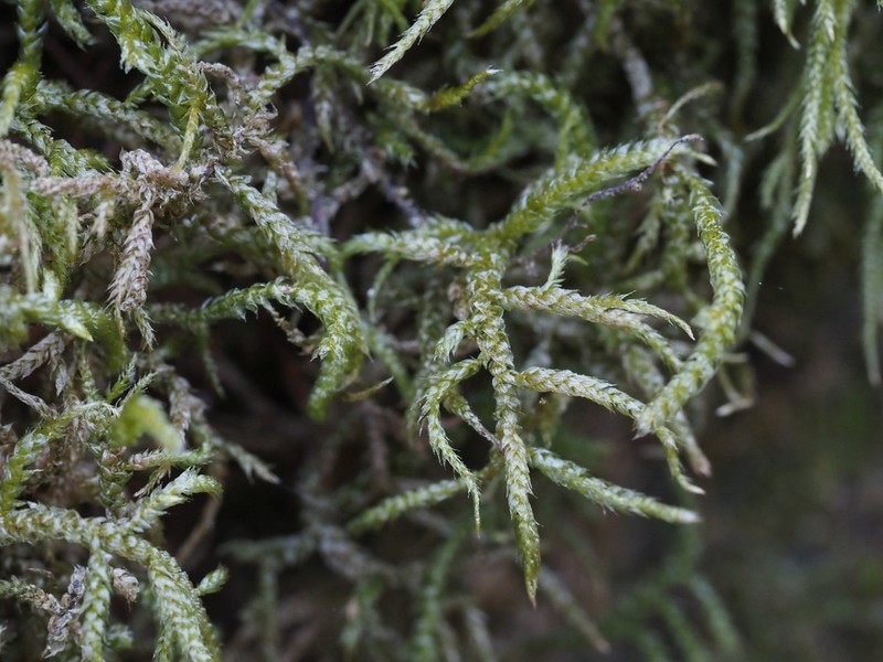 Hylocomiastrum Moss photo 5