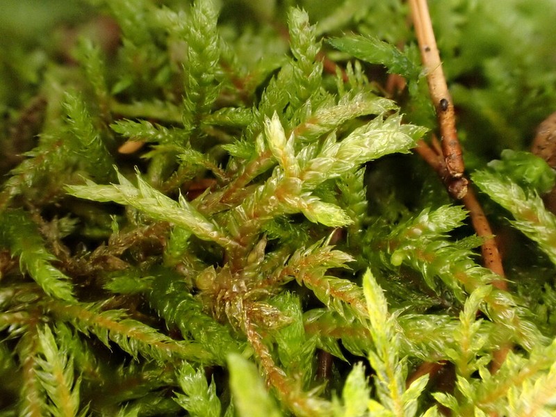 Hylocomiastrum Moss photo 6