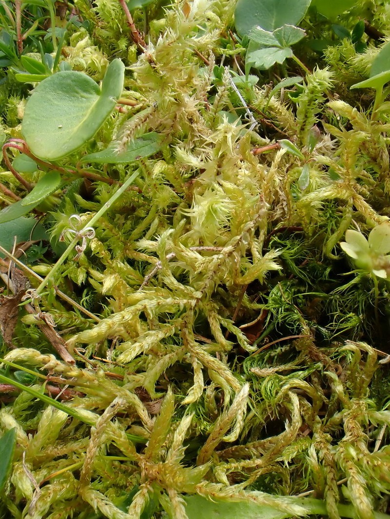 Hylocomiastrum Moss photo 7