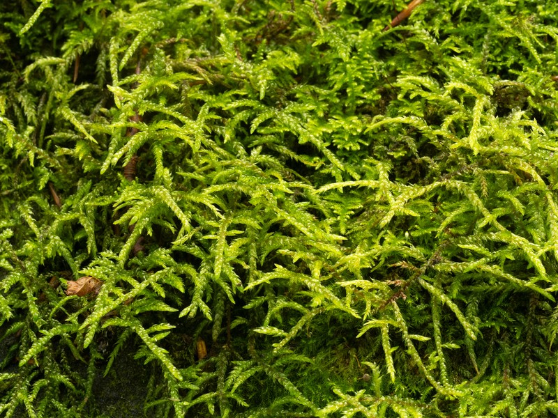 Hylocomiastrum Moss photo 8