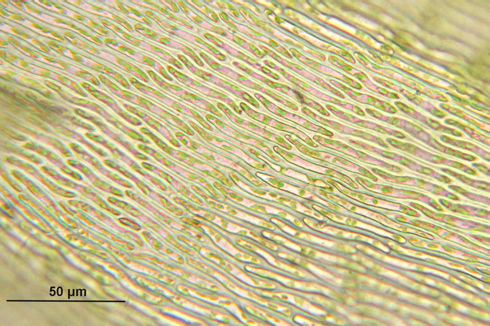 Hylocomiastrum Moss photo 2