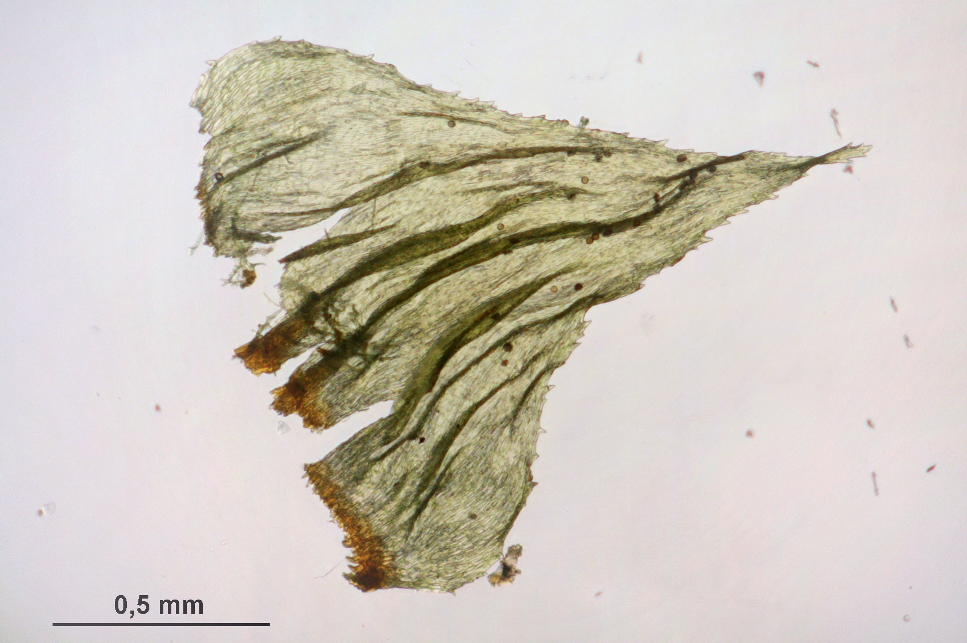 Hylocomiastrum Moss photo 3