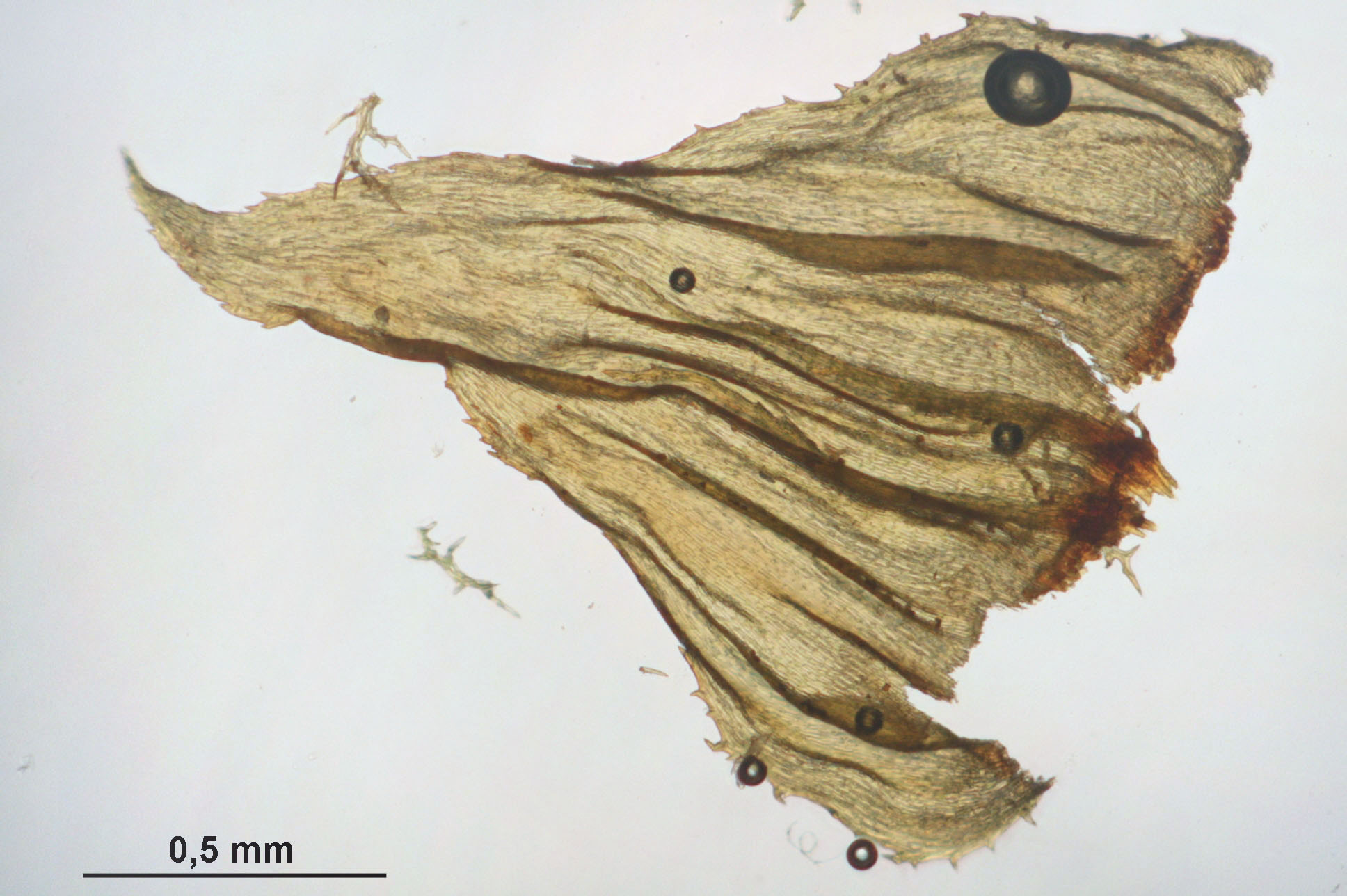 Hylocomiastrum Moss photo 4