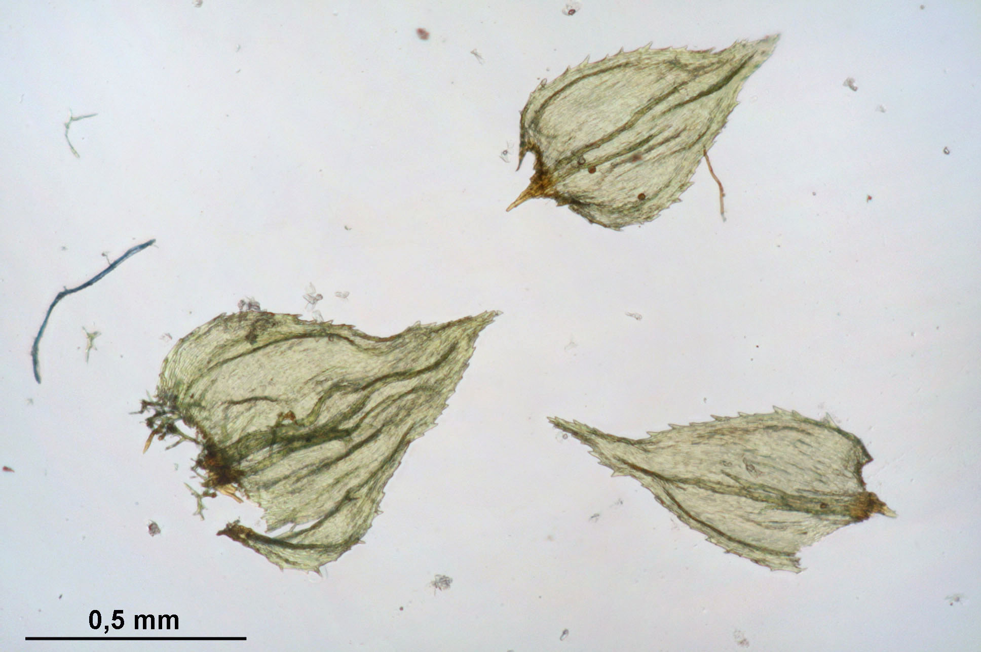 Hylocomiastrum Moss photo 5