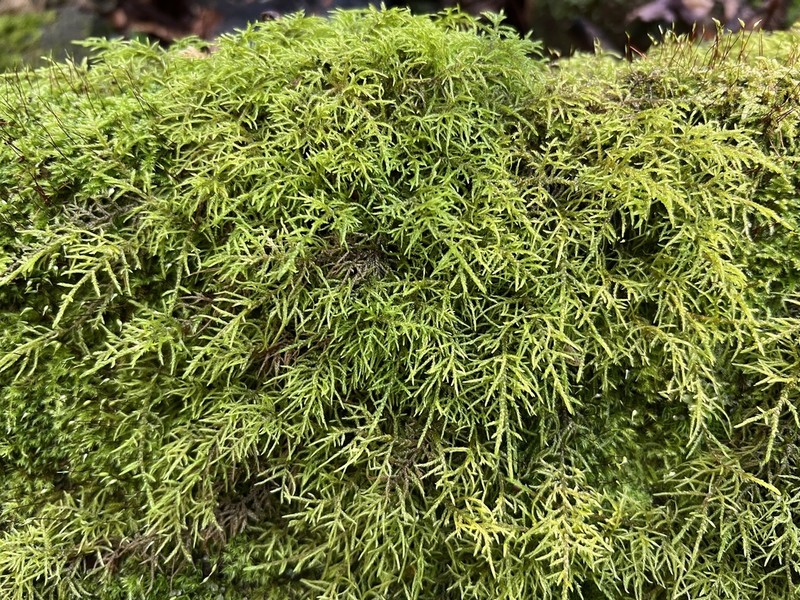 Hylocomiastrum Moss