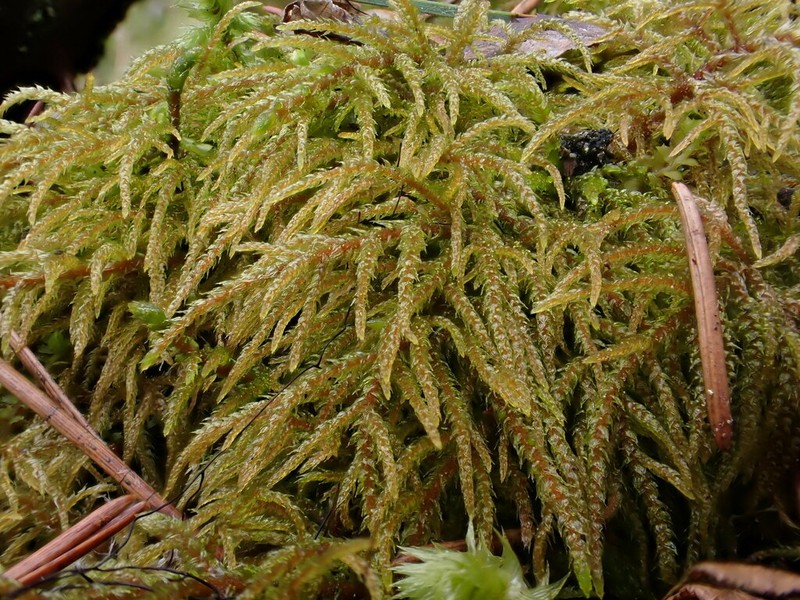 Hylocomiastrum Moss photo 2