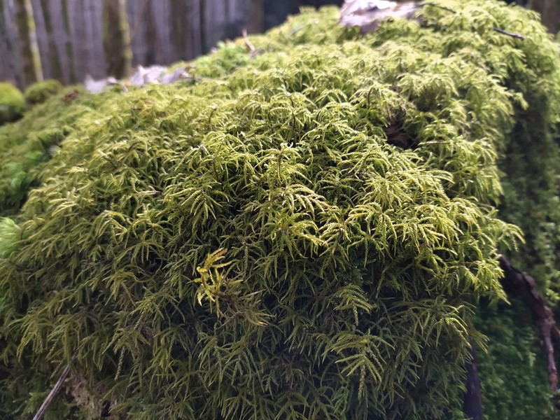 Hylocomiastrum Moss photo 3