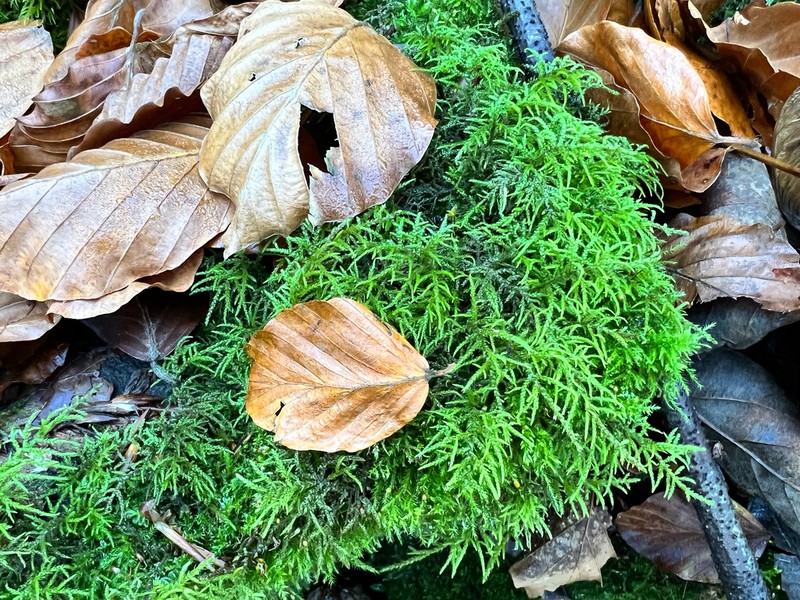 Hylocomiastrum Moss photo 4