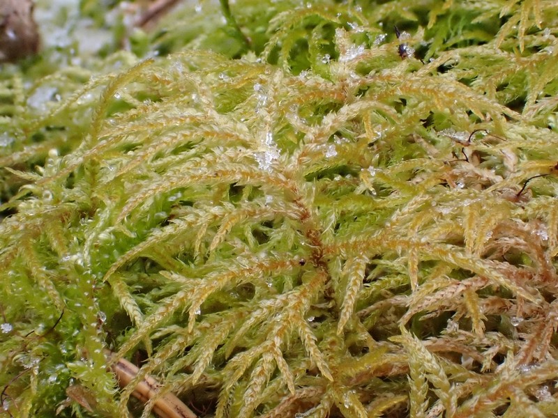 Hylocomiastrum Moss photo 5