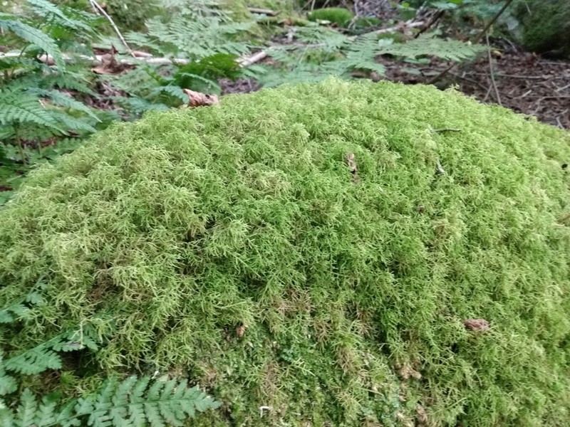 Hylocomiastrum Moss photo 6