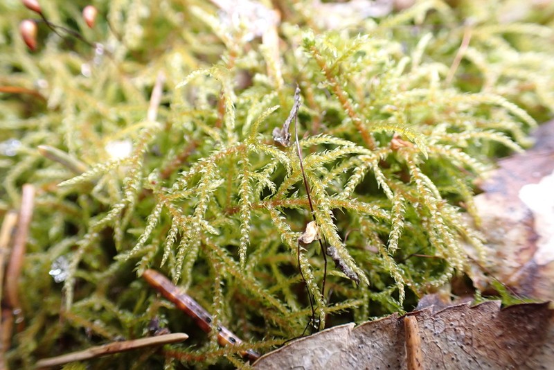 Hylocomiastrum Moss photo 7
