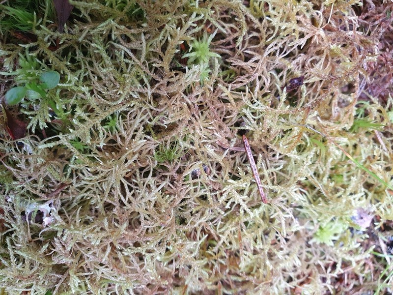 Hylocomiastrum Moss photo 8