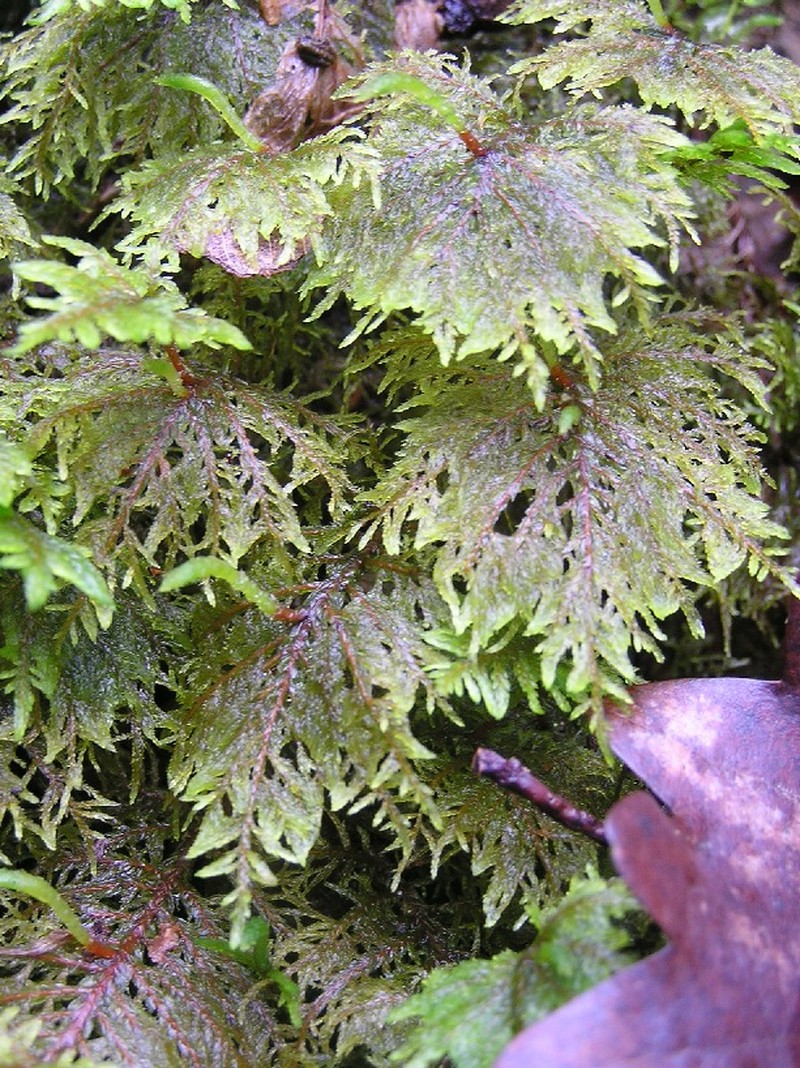 Splendid Feather Moss photo 2