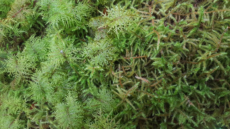 Splendid Feather Moss photo 3