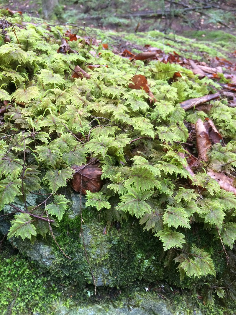 Splendid Feather Moss
