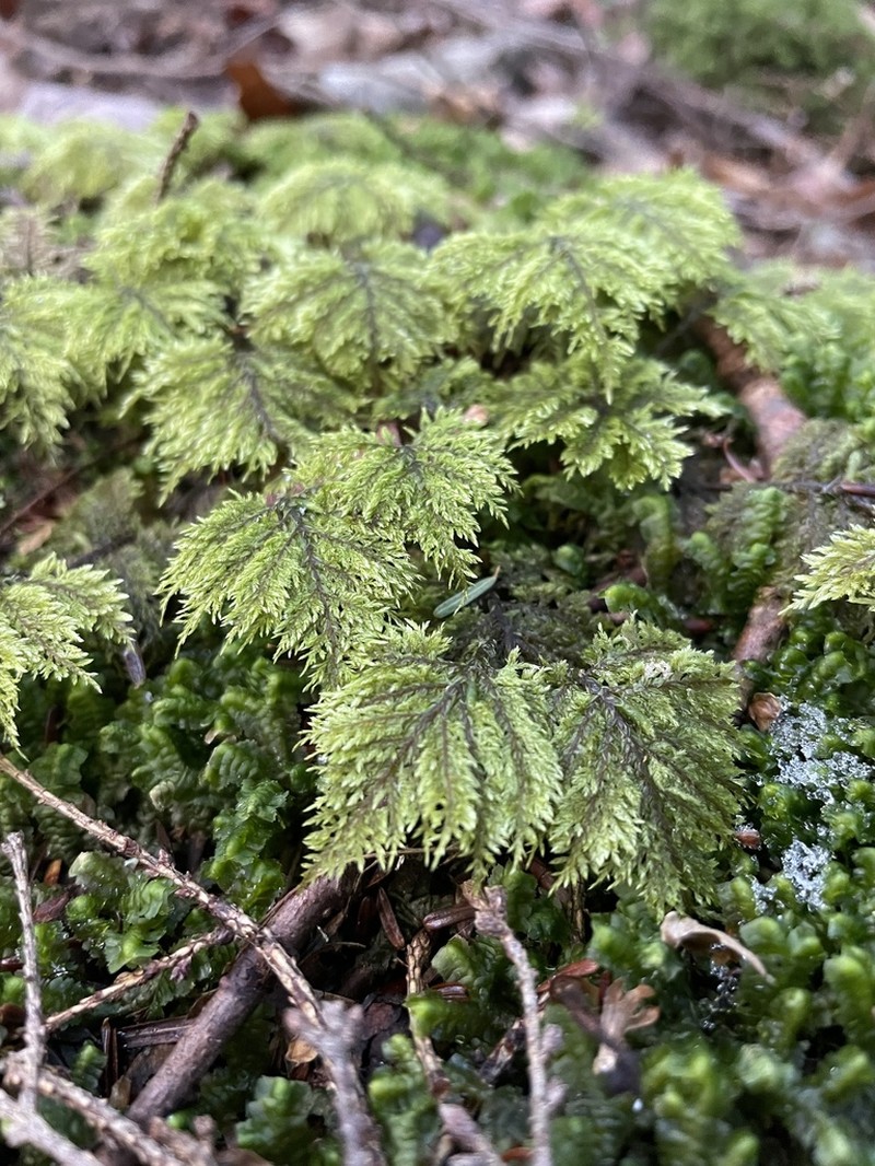 Splendid Feather Moss photo 2