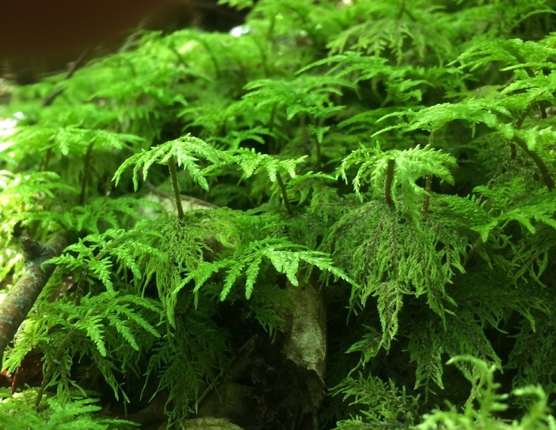 Splendid Feather Moss photo 3