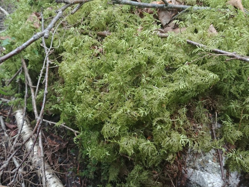 Splendid Feather Moss photo 4